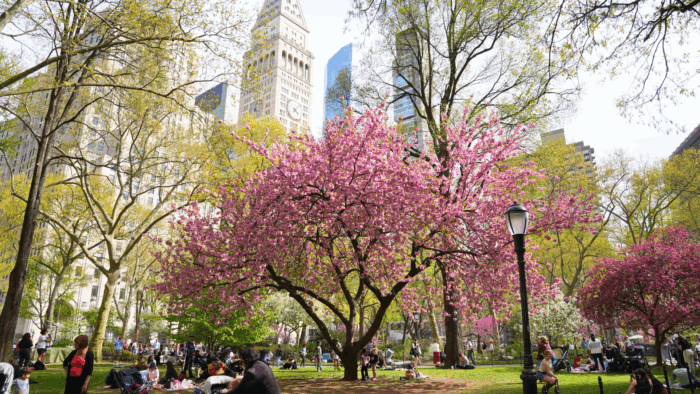 Madison Square Park Conservancy Spring View