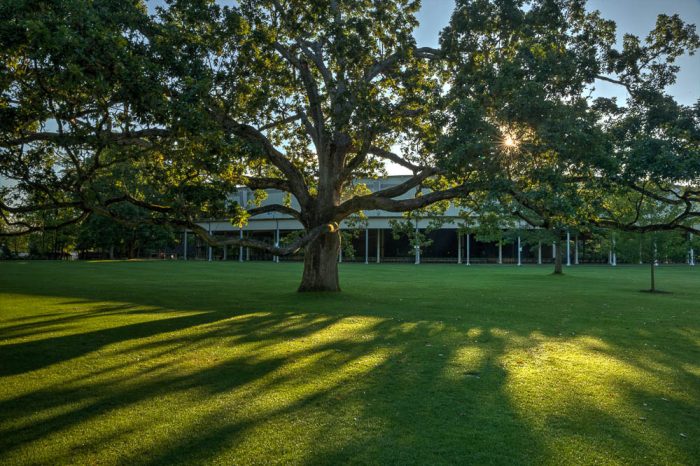 lawn and tress with a tent in the background
