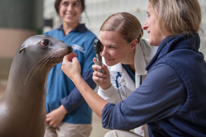 a seal being examined by Mystic Aquairum vets
