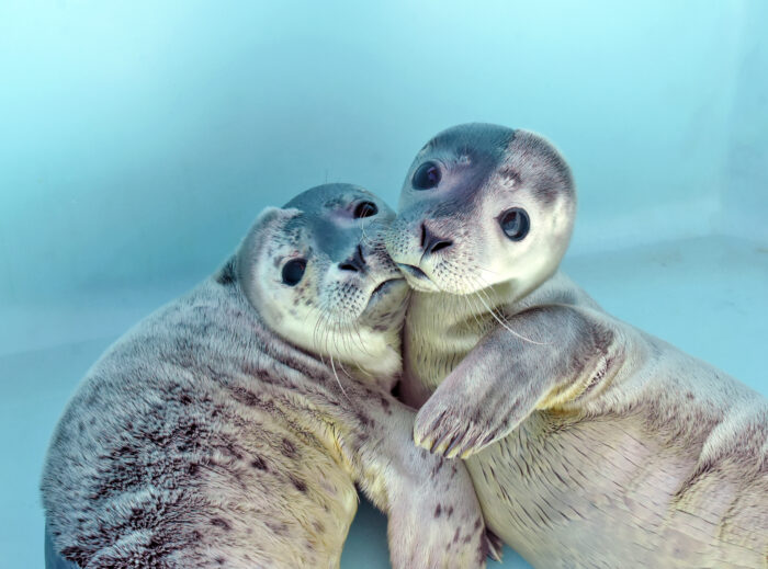 two harbor seals at Mystic Aquarium