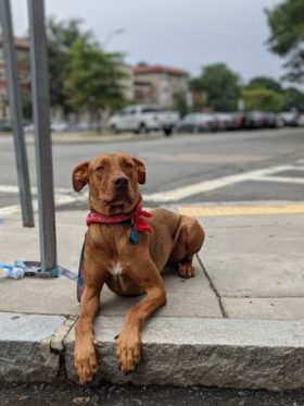brown down laying down on sidewalk