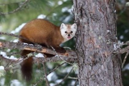 red brown marmot percheed on a tree branch