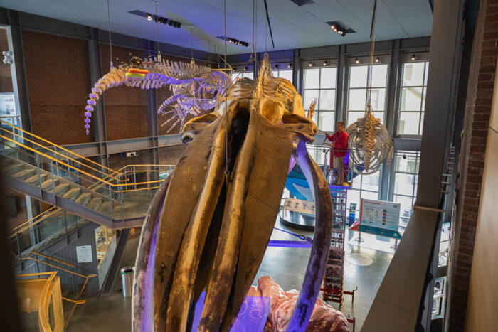 New Bedford Whaling Museum whale skeleton
