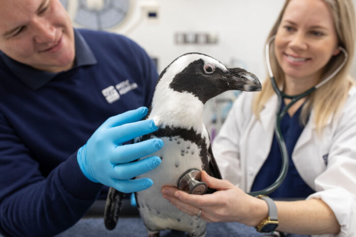 penguin being examined by Mystic Aquarium vets