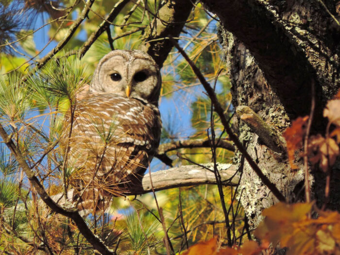 SELT owl in a tree