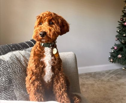 a golden doodle sitting on a grey couch