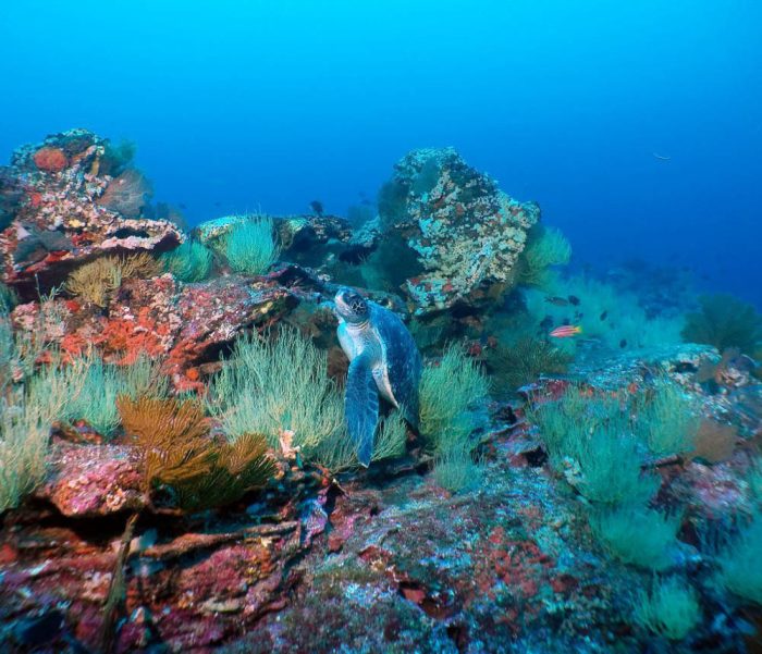 sea turtle amongst bright coral and reefs