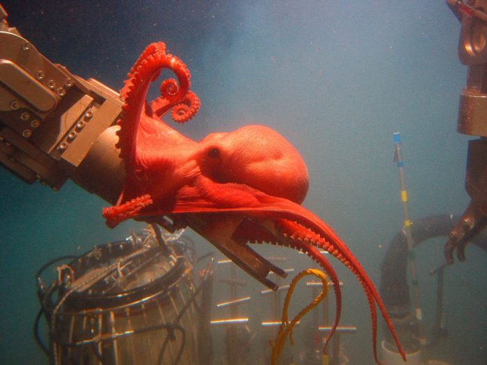 bright red octopus grabbing onto steel structure