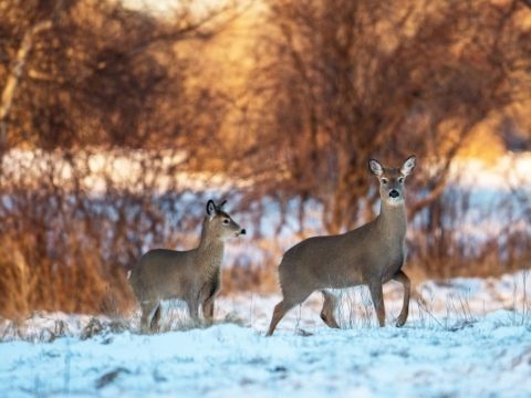 David O’Neill on the Ups and Downs of Becoming Mass Audubon’s President During COVID